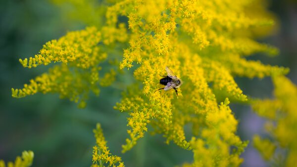 Frühling – Allergien und Pollenbelastung